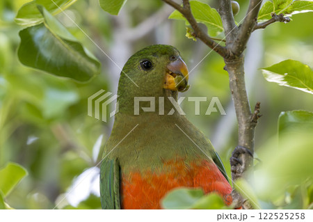 A colourful, friendly, and vibrant Australian King Parrot A colourful, friendly, and vibrant Australian King Parrot 122525258