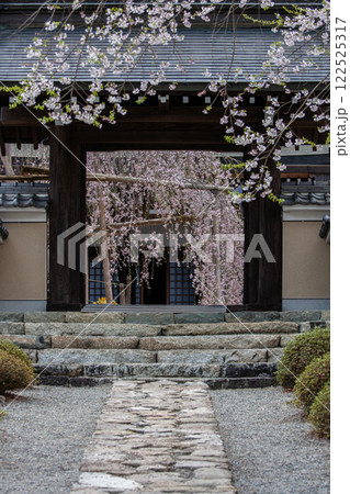 岐阜県下呂市|萩原町 永養寺の枝垂れ桜 4月 岐阜県下呂市|萩原町 永養寺の枝垂れ桜 4月 122525317