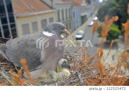 A view of a dove with young pigeons. Pigeon pair made a nest in a flower box on the windowsill. View from the living room through the glass 122525472
