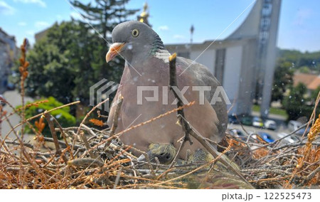 A view of a dove with young pigeons. Pigeon pair made a nest in a flower box on the windowsill. View from the living room through the glass 122525473
