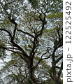大木を見上げる 122525492