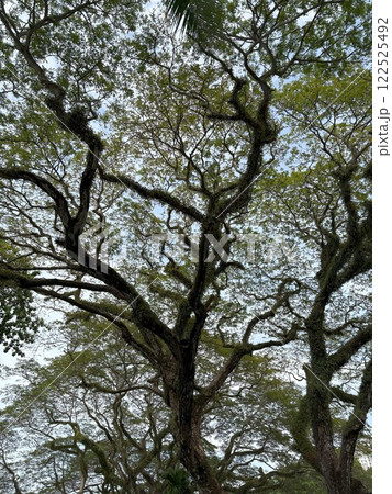 大木を見上げる 大木を見上げる 122525492