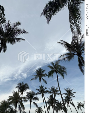 ヤシの木と空の風景 ヤシの木と空の風景 122525493