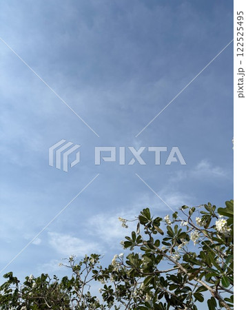 青空とプルメリア 122525495