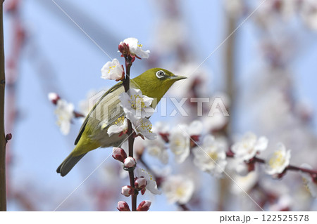 満開の白梅にメジロ （春イメージ）（ 躍動イメージ ） 122525578