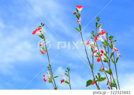 青空に咲くチェリーセージの花 122525681