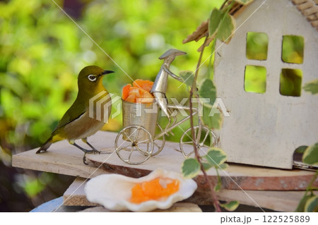 　餌台に置いたミカンを食べに来たメジロ。 122525889