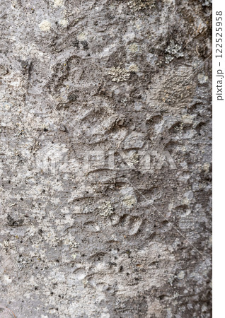 欅の樹皮 122525958