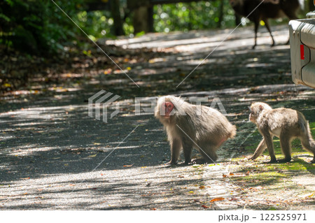 屋久島の西部林道のヤクシマザル 122525971