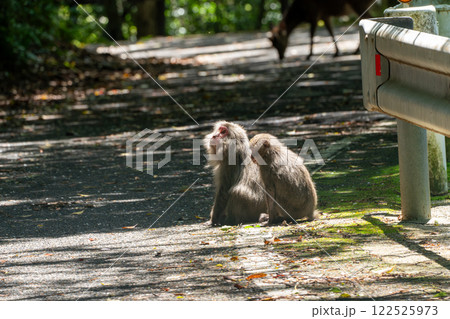 屋久島の西部林道のヤクシマザル 122525973