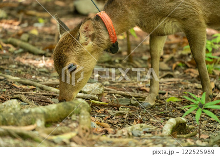 屋久島の西部林道のヤクシカ 122525989