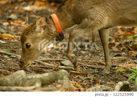 屋久島の西部林道のヤクシカ 122525990