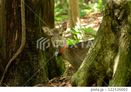 屋久島の西部林道のヤクシカ 122526002