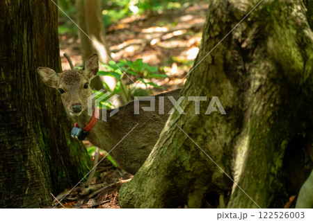屋久島の西部林道のヤクシカ 122526003