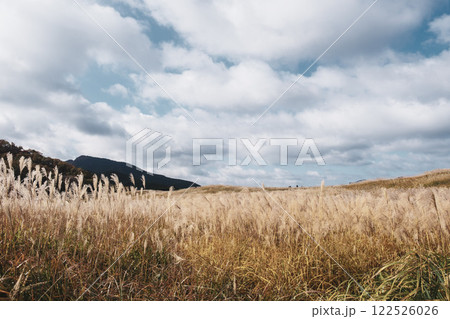 [曽爾高原]太陽の光に照らされ黄金に光るススキ 122526026