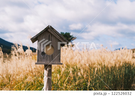 [曽爾高原]太陽の光に照らされ黄金に光るススキ 122526032