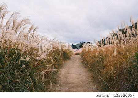 [曽爾高原]太陽の光に照らされ黄金に光るススキ 122526057