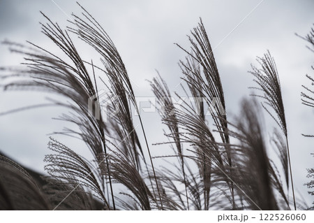 [曽爾高原]太陽の光に照らされ黄金に光るススキ 122526060
