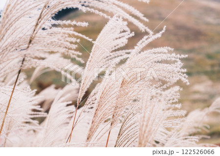 [曽爾高原]太陽の光に照らされ黄金に光るススキ 122526066