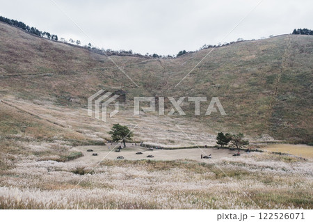 [曽爾高原]太陽の光に照らされ黄金に光るススキ 122526071