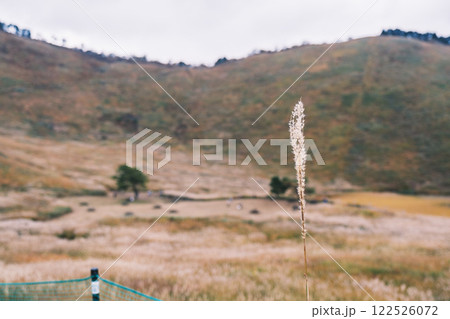 [曽爾高原]太陽の光に照らされ黄金に光るススキ 122526072