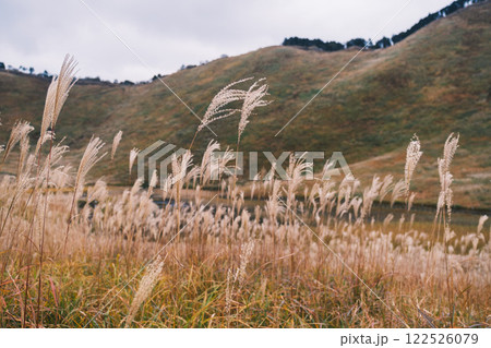 [曽爾高原]太陽の光に照らされ黄金に光るススキ 122526079