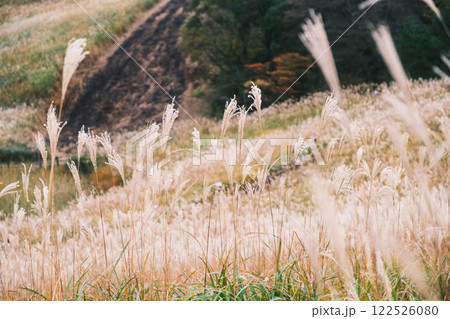 [曽爾高原]太陽の光に照らされ黄金に光るススキ 122526080