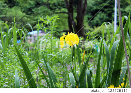 アヤメ アヤメ 122526115