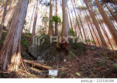 竪破山 石割杉 竪破山 石割杉 122526166