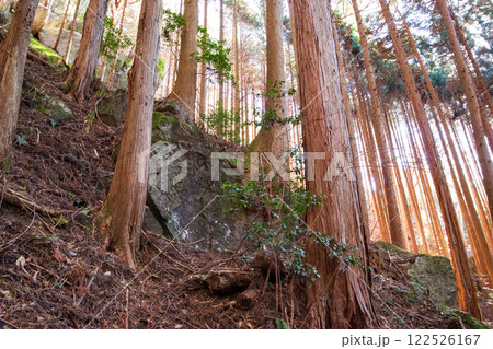 竪破山 石割杉 竪破山 石割杉 122526167