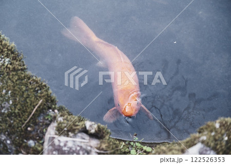 [長谷寺]大きな鯉 122526353