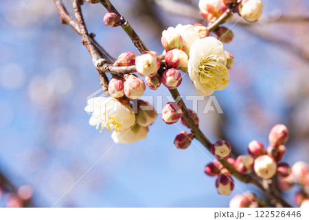 梅の花とつぼみ 122526446