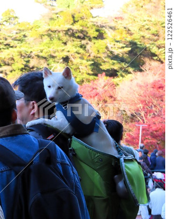 【高尾山】犬と楽しむ高尾山の紅葉 122526461