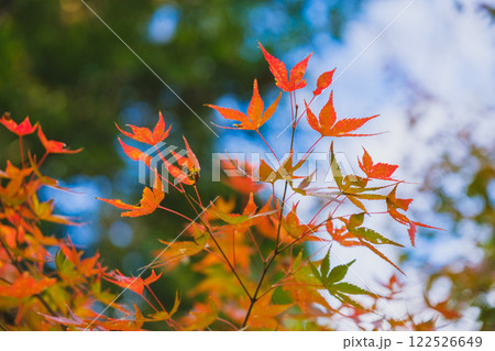[長谷寺]きれいな紅葉 122526649