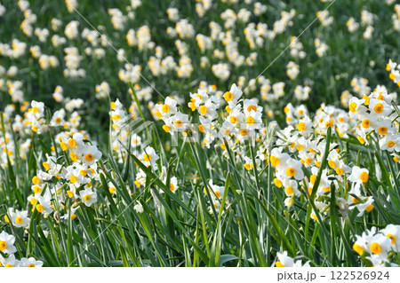 野母崎のスイセン、水仙 122526924