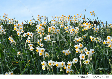 野母崎のスイセン、水仙 122526946