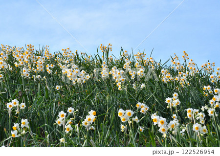 野母崎のスイセン、水仙 122526954