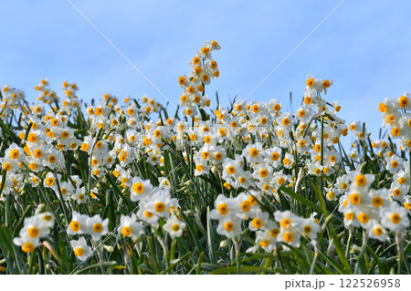野母崎のスイセン、水仙 122526958