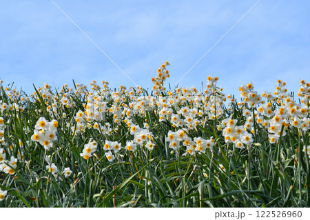 野母崎のスイセン、水仙 122526960