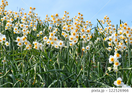 野母崎のスイセン、水仙 122526966