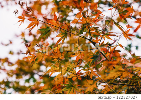 [長岳寺]奈良の美しい紅葉スポット 122527027