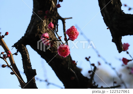 冬の庭に咲くピンク色の紅梅の花 122527061