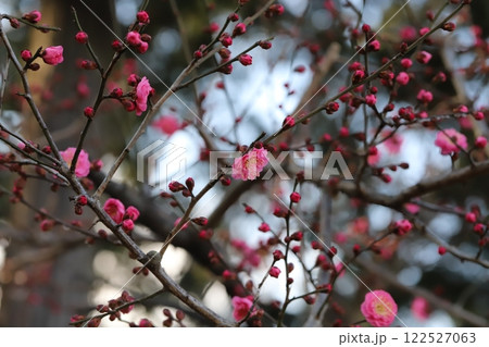 冬の庭に咲くピンク色の紅梅の花 122527063