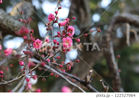 冬の庭に咲くピンク色の紅梅の花 122527064