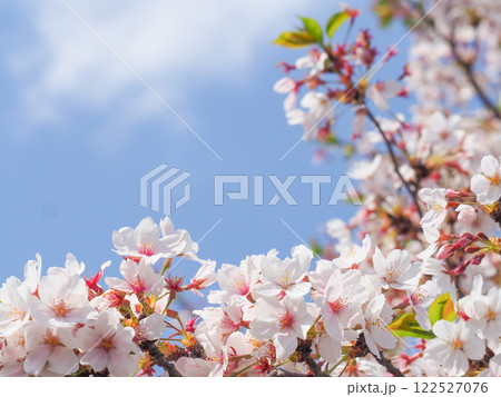青空の下に咲く桜 青空の下に咲く桜 122527076