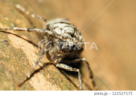 フユシャクの一種（メス・成虫） 122527175