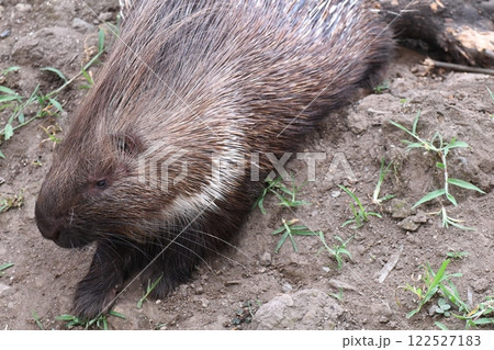 アフリカタテガミヤマアラシ 122527183