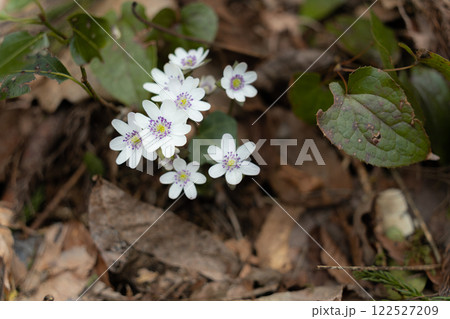 野山に咲く春を彩る雪割草の花 野山に咲く春を彩る雪割草の花 122527209
