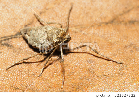 フユシャクの一種（メス・成虫） 122527522