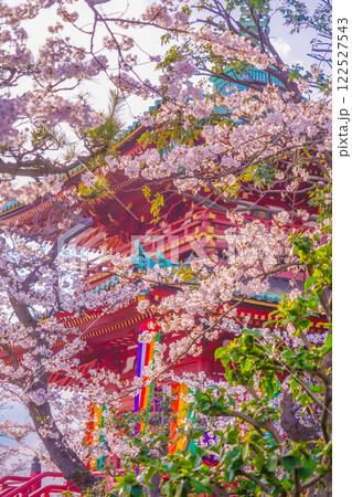 桜越しの五重塔 122527543